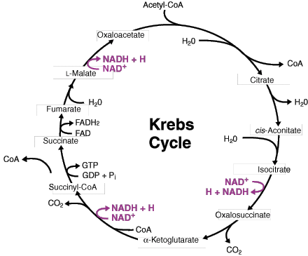 Krebs cycle