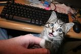 th_lolcatsdotcomak94eoqb5bx9tl00.jpg