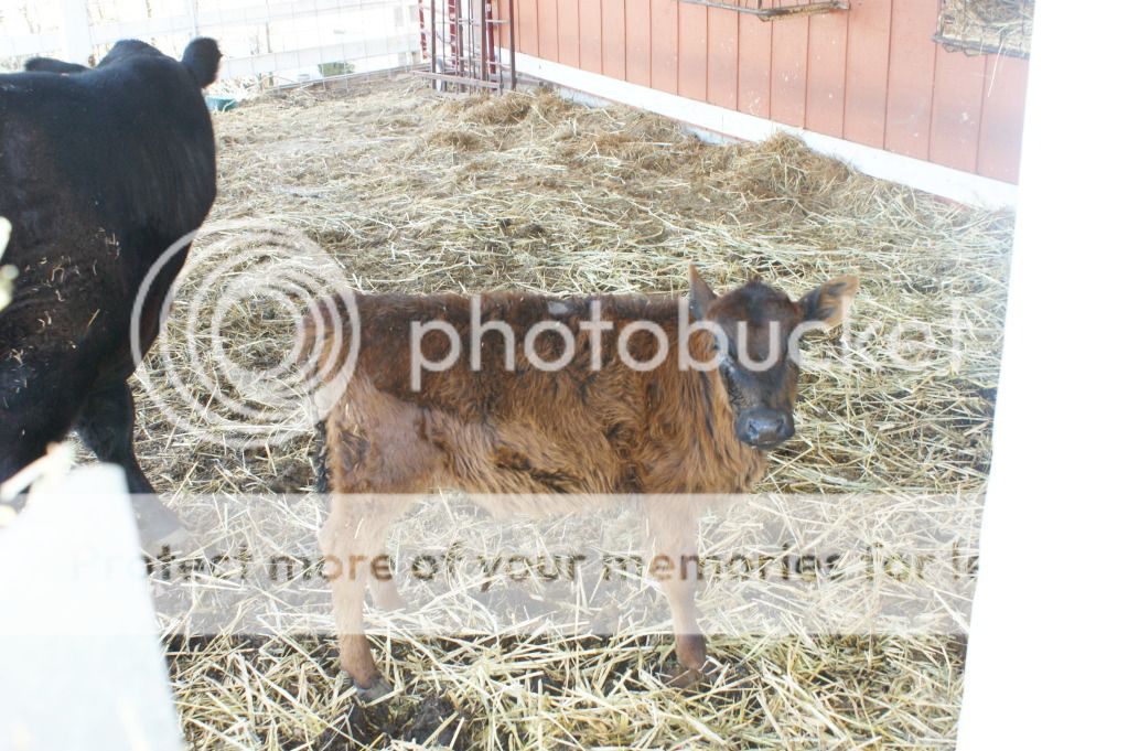 Calf Health and Feed? - Cattle