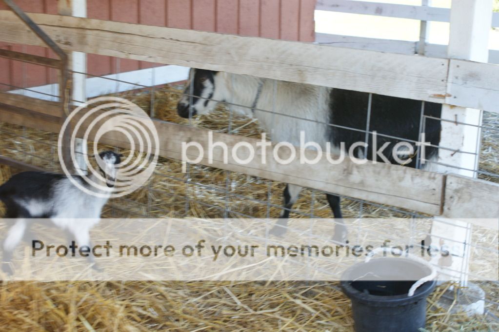 New Baby Goat Questions...and Pictures - Goats