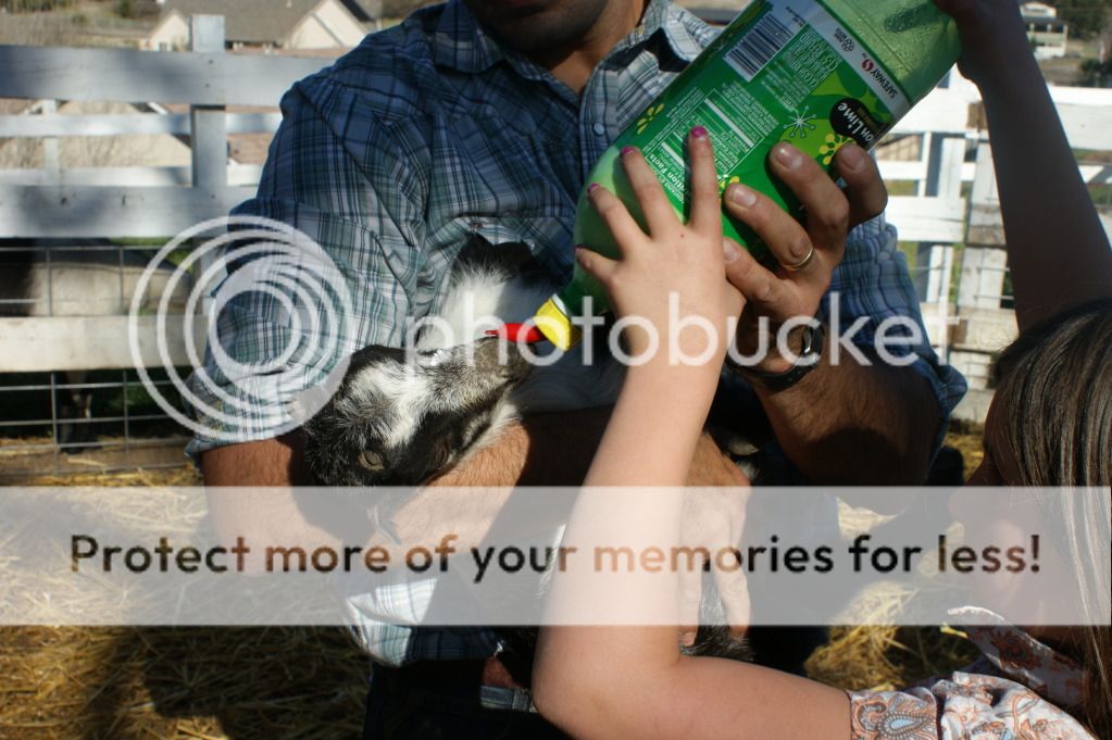 New Baby Goat Questions...and Pictures - Goats