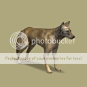 CoyoteLarge_zpshd8hq9uh.png~original