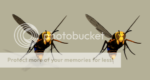 Hornet-1.png