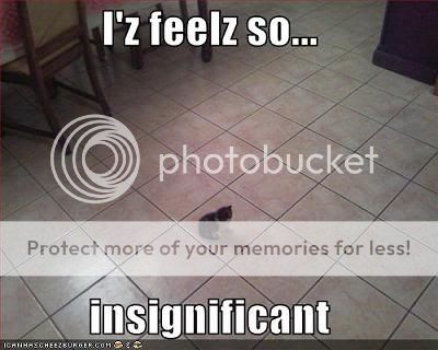 cat insignificant Pictures, Images and Photos