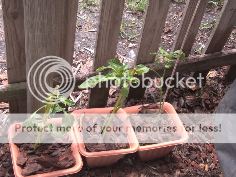 Growing peppers in South Florida zone 10